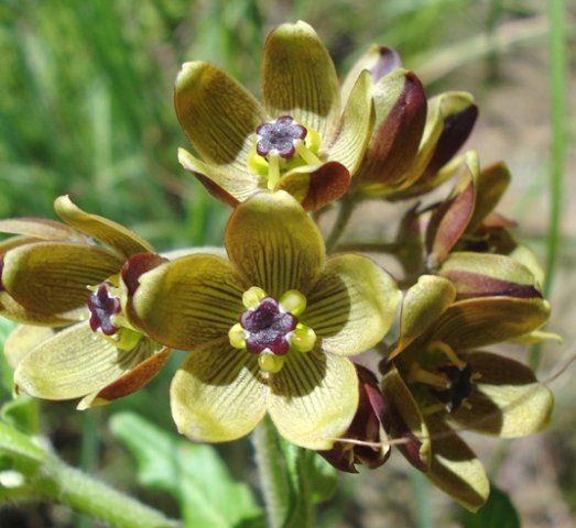 Schizoglossum hamatum flowers